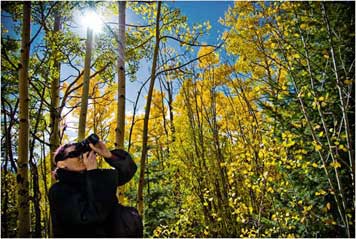 Raven iN Aspens